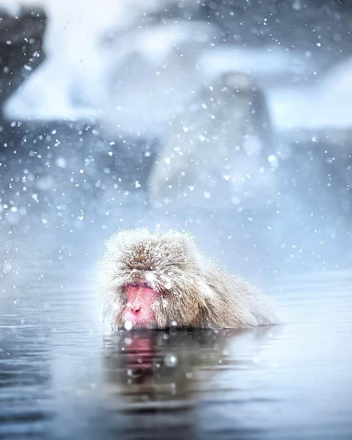 JALさんのインスタグラム写真 - (JALInstagram)「. All year round you can see Japanese macaques at Jigokudani Monkey Park. Also known as snow monkeys, they love to soak in hot springs. #togetherthisfebruary  一年を通してニホンザルを間近で見られる #地獄谷野猿公苑 🐵 寒い冬は温泉につかってうとうと…💤 冬に入る温泉は格別です♨️ . . Photo by @woosra Post your memories with #FlyJAL  #JapanAirlines #japan #nagano #naturegeography」2月17日 17時30分 - japanairlines_jal