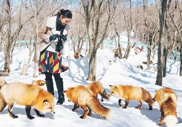 加藤侑紀のインスタグラム：「踏進狐狸村，先聽幾個警告才能進去 【有人被咬斷手指過要自己小心】 【叫救護車要等50分鐘才會來】 入村後我的心情很糾結，又害怕又覺得好可愛🦊💫    【指を噛みちぎられる事もあります】 【救急車呼んでも50分かかります】 と説明を聞いてから入る。怖いと可愛いのせめぎ合い🦊💫      #きつねちゃん #狐狸仔 #藏王狐狸村 #蔵王きつね村 #複雑な感情 #很糾結 #せめぎ合い #それでも可愛いよ #獣の匂い #かけひき #狐狸村 #非日常な空間 #非日常的な空間 #宮城縣  #宮城藏王狐狸村 #宮城県蔵王 #宮城蔵王きつね村 #miyagizao  #半旅行 #日本鄉下 #鄉下人的生活 #日本觀光推薦地點  #miyagitrip #宮城の冬山 #東北の暮らし」