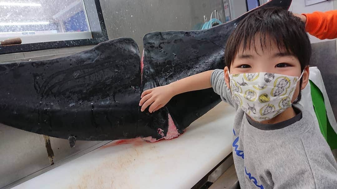 コーキTVさんのインスタグラム写真 - (コーキTVInstagram)「@aoyamasengyo 青山鮮魚さんにて、1トンを超えるミンククジラの尻ヒレを見せて頂きました🐋 骨格標本は見たことあるけどこの状態は初めて🙏✨ ものすごく弾力のあるゴムのような分厚いフィンでした🏊‍♂️ こうちゃんももちろん初見で大興奮です🐟✨ ありがとうございました‼️ #鯨 #ミンククジラ #定置網」2月17日 17時42分 - koki_tv1018