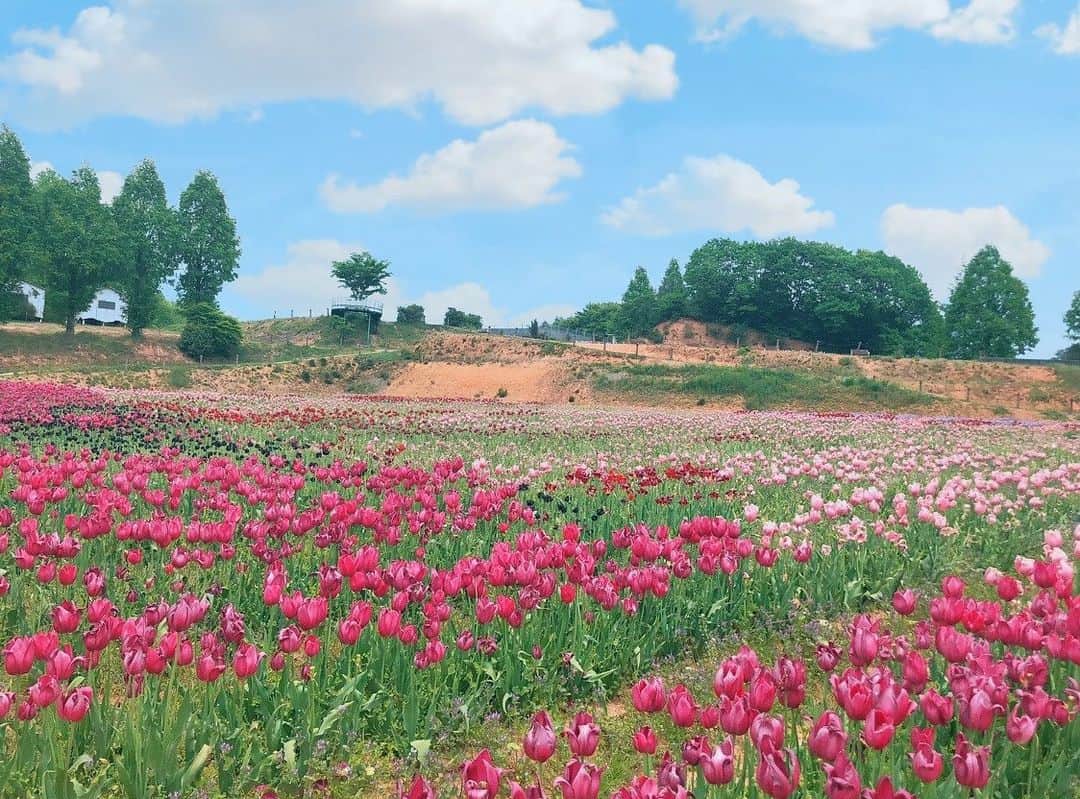 森香穂さんのインスタグラム写真 - (森香穂Instagram)「春🌷🐝…  #春  #世羅高原」2月17日 17時50分 - kaho_mori0601