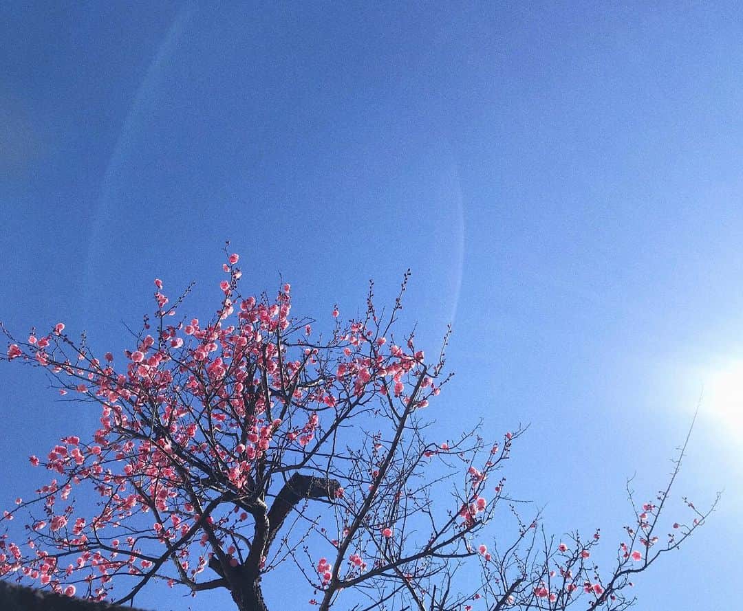towanaのインスタグラム：「春を探してる」