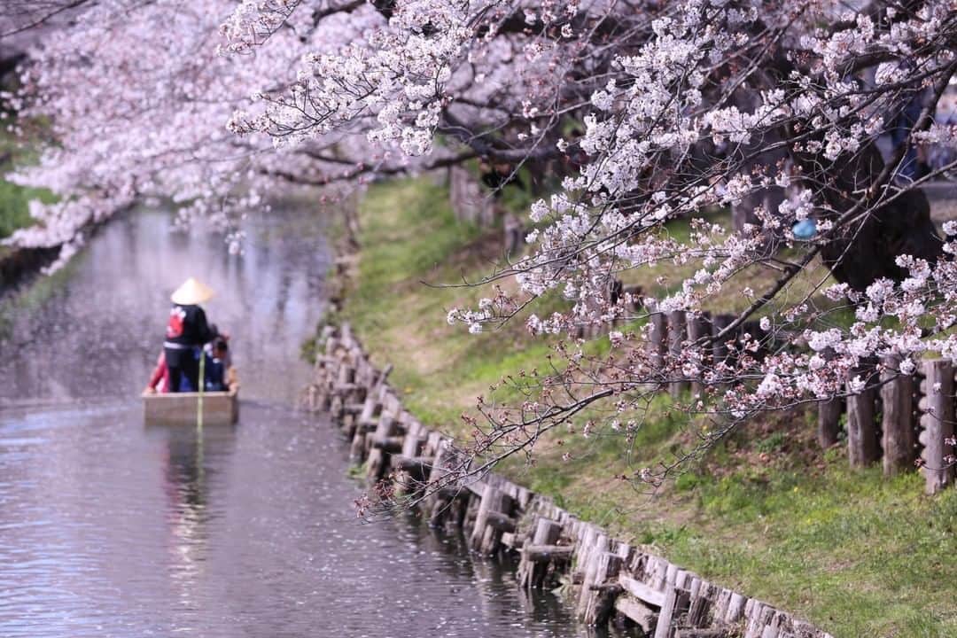 TOBU RAILWAY（東武鉄道）さんのインスタグラム写真 - (TOBU RAILWAY（東武鉄道）Instagram)「. . 🚩Shingashi River - Kawagoe, Saitama Japan . . [Enjoy cherry blossoms at Shingashi-gawa River, a renowned cherry blossom spot in Kawagoe!] . Kawagoe is a popular sightseeing spot where the old storehouse-style streets remain, and many spots for viewing beautiful cherry blossoms.  The spot we introduce today is the Shingashi-gawa River that runs behind Kawagoe Hikawa-jinja Shrine. It is a very beautiful sight during the blooming of cherry blossoms in early April every year. You can find detailed information in the following URL, which includes other cherry blossom spots in Kawagoe, and use it as a reference for your next trip! . #visituslater #stayinspired #nexttripdestination . . . #kawagoe #saitama #shingashiriver #japantrip #discoverjapan #travelgram #cooljapan #tobujapantrip #unknownjapan #jp_gallery #visitjapan #japan_of_insta #art_of_japan #instatravel #japan #instagood #travel_japan #exoloretheworld #ig_japan #explorejapan #travelinjapan #beautifuldestinations #japan_vacations #beautifuljapan #japanexperience #cherryblossomjapan #japanspring」2月17日 18時00分 - tobu_japan_trip