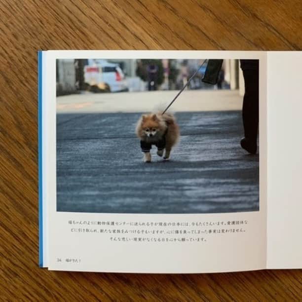 Photobackさんのインスタグラム写真 - (PhotobackInstagram)「本日ご紹介する作品は、 iwasakiyoko (@tanabota_books)さまの一冊🐶 10年前に亡くなってしまった 愛犬との大切な想い出を 綴られた一冊です。 . 『10年前に亡くなった 保護犬「福」のことを 何か形にしたいと ずっと思っていましたが、 気持ちの整理が できない部分も あったため、 文章を完成させる ことができず 気がつけば 10年もかかってしまいました。 . 人生のどん底にいた私の元へ 殺処分を逃れ、 保健所からやってきた「福」。 彼が教えてくれたこと、 導いてくれたことを ずっと大切にしたく、 この度〈本〉という形に することができました。 . 可視化できる本として 綴じたことで、 私以外の存在が想いを 引き受けてくれたような、 不思議な気持ちになりました。  自分の心の中にだけに 留めておく良さもありますが、 外に出したことで、 私の気持ちも 軽くなったような気がします。』 と、iwasakiyoko (@tanabota_books)さま📒 . 表紙から最後のページまで すべてのページに 「福」ちゃんとの 想い出がメッセージと ともに綴られている 胸が熱くなる作品です✉️ . 今回の作品では ROUGHの36ページが 使われています🌿 いろいろな画角の写真が ある場合は、 ROUGHの正方形サイズが すっきり統一感を 持たせてくれますよ🙋‍♀️ . iwasakiyoko (@tanabota_books)さま、 今回は素敵な作品を ありがとうございました🎁 . #photoback #フォトバック #フォトアルバム #フォトブック #フォトブックづくり #アルバム #アルバム作成 #photo #写真 #photoback作品紹介2021 #ROUGH #絵本 #愛犬 #保護犬 #捨て犬 #福ちゃん #メッセージ #思い出 #想い出」2月17日 18時00分 - photoback.jp