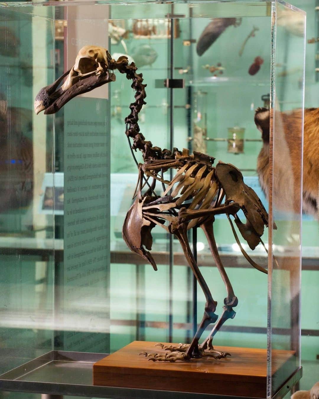 アメリカ自然史博物館のインスタグラム：「Gone, but not forgotten! Today’s Exhibit of the Day from the Hall of Biodiversity. The dodo went extinct in the 1600s, when people and other predators invaded its island home. Mauritius, east of Madagascar, is the only place dodos ever lived. While the birds died out before anyone could take a photo, their skeletons offer clues to what they were like. For example, this bird couldn’t fly—it had small wings for a bird of its size, its sternum has no keel (the support birds need for flight muscles), and it had thick leg bones made for walking. Photo: D. Finnin/© AMNH」