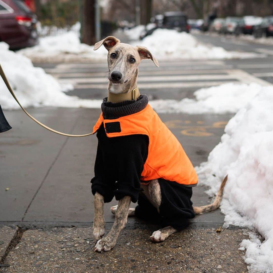 The Dogistさんのインスタグラム写真 - (The DogistInstagram)「Ruben, Whippet (5 m/o), Clinton & 3rd Pl., Brooklyn, NY • “He’s full tiger underneath. He likes cheese and definitely has COVID dog syndrome (separation anxiety); he whines and barks. I sewed him the black sweater thing – I downloaded a pattern and made it. Everything else is so ill-fitting.”」2月18日 3時58分 - thedogist