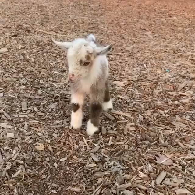 animalsのインスタグラム：「Cutest baby goat ever? 😭 TAG a friend! 🐐 Video by: @veronicaturner25」