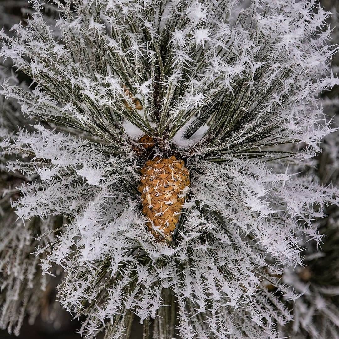 Sigma Corp Of America（シグマ）さんのインスタグラム写真 - (Sigma Corp Of America（シグマ）Instagram)「When it's ice cold and nobody wants to go shooting outdoors (and who can blame them), it's time to put those weather-sealed lenses to work with whatever will join you outside!  SIGMA Ambassador @jim_koepnick knows his 70-200mm F2.8 DG OS HSM | Sports lens will not only stand up to the frigid temps and swirling snow, but his EF-mount version works on *both* his Sony bodies (w/ SIGMA MC-11) and EOS R cameras (with Canon EF>RF adapter), with outstanding results!  Photos shot with our SIGMA 70-200mm F2.8 DG OS HSM | Sports lens on the Canon EOS R5 (berries and pinecone) and EOS R6 (night scene).  #SIGMA #sigmaphoto #photography #sigma70200 #sigma70200mmsports #cold #coldweather #ice #icy #snow #winter #winterwonderland #winterweather #efmount #emount #rfmount #bokeh #telephotolens #telephotozoom #evergreen」2月18日 4時04分 - sigmaphoto