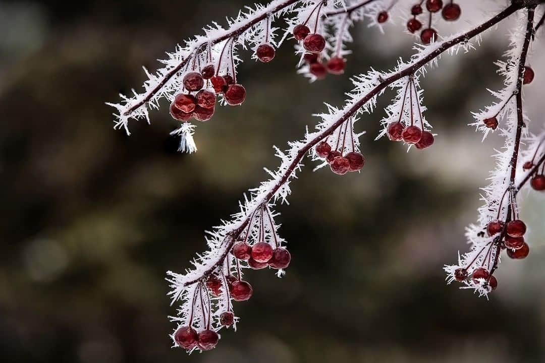 Sigma Corp Of America（シグマ）のインスタグラム：「When it's ice cold and nobody wants to go shooting outdoors (and who can blame them), it's time to put those weather-sealed lenses to work with whatever will join you outside!  SIGMA Ambassador @jim_koepnick knows his 70-200mm F2.8 DG OS HSM | Sports lens will not only stand up to the frigid temps and swirling snow, but his EF-mount version works on *both* his Sony bodies (w/ SIGMA MC-11) and EOS R cameras (with Canon EF>RF adapter), with outstanding results!  Photos shot with our SIGMA 70-200mm F2.8 DG OS HSM | Sports lens on the Canon EOS R5 (berries and pinecone) and EOS R6 (night scene).  #SIGMA #sigmaphoto #photography #sigma70200 #sigma70200mmsports #cold #coldweather #ice #icy #snow #winter #winterwonderland #winterweather #efmount #emount #rfmount #bokeh #telephotolens #telephotozoom #evergreen」