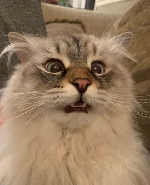 Cats of Instagramのインスタグラム：「From @beaudacious_siberian: “when you find out where kitties come from” #catsofinstagram」
