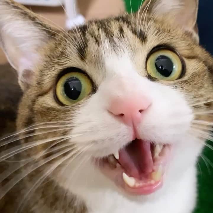 すずめくんのインスタグラム：「🐒🐒  ドアップにゃー！👀✨  Unagi cat,Meow〜！！  #meow  #おしゃべりうーちゃん  #ごはんちょうだい」
