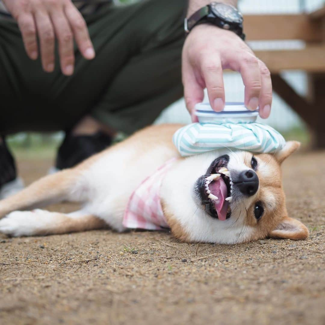 豆柴にこちゃんさんのインスタグラム写真 - (豆柴にこちゃんInstagram)「🐶 ニコニコにこちゃん特集‼️  最後の2枚は邪悪。  #柴犬#豆柴#pecoいぬ部#犬#shibastagram#petstagram#犬#犬のいる暮らし#shibainu#dog#mameshiba#pecotv#いぬのきもち部#しばいぬ#しばけん#こいぬ#シバイヌ#狗#ペット#子犬#puppy#pet#시바견#강아지#개#instacute#barked#9gag#9gagpets」2月17日 20時06分 - nikochan.mame48