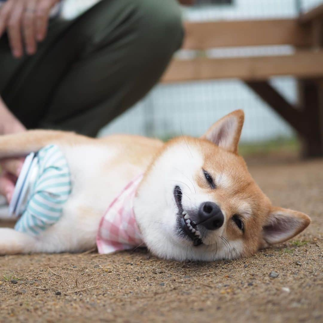 豆柴にこちゃんさんのインスタグラム写真 - (豆柴にこちゃんInstagram)「🐶 ニコニコにこちゃん特集‼️  最後の2枚は邪悪。  #柴犬#豆柴#pecoいぬ部#犬#shibastagram#petstagram#犬#犬のいる暮らし#shibainu#dog#mameshiba#pecotv#いぬのきもち部#しばいぬ#しばけん#こいぬ#シバイヌ#狗#ペット#子犬#puppy#pet#시바견#강아지#개#instacute#barked#9gag#9gagpets」2月17日 20時06分 - nikochan.mame48