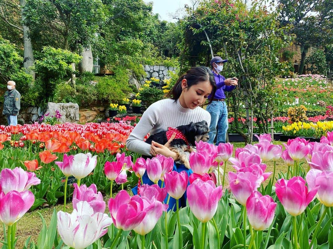 長嶺花菜のインスタグラム：「🌷 癒されました♡ チャロとチューリップ  #海洋博公園  #海洋博公園熱帯ドリームセンター  @kaiyohaku_churaumi」