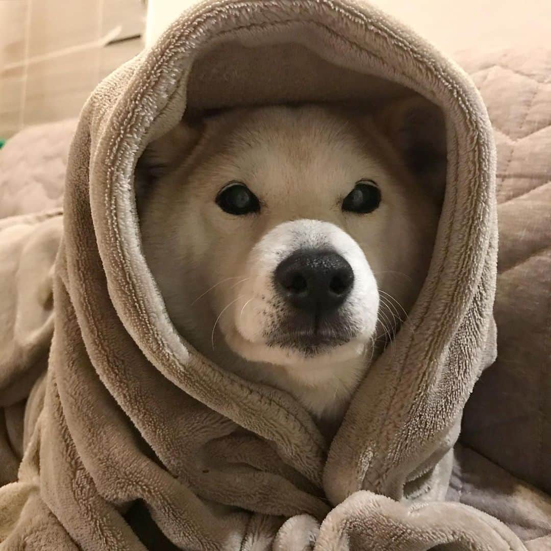 柴犬リリコのインスタグラム：「Shiba-Wan Kenobi 🐶 オビワンならぬシバワンでございます😂 #ほっかむり」
