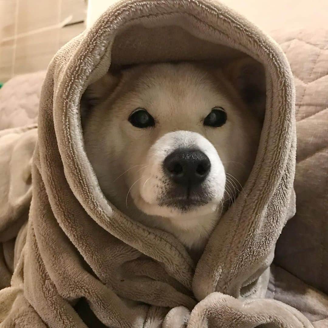 のインスタグラム：「Shiba-Wan Kenobi 🐶 オビワンならぬシバワンでございます😂 #ほっかむり」