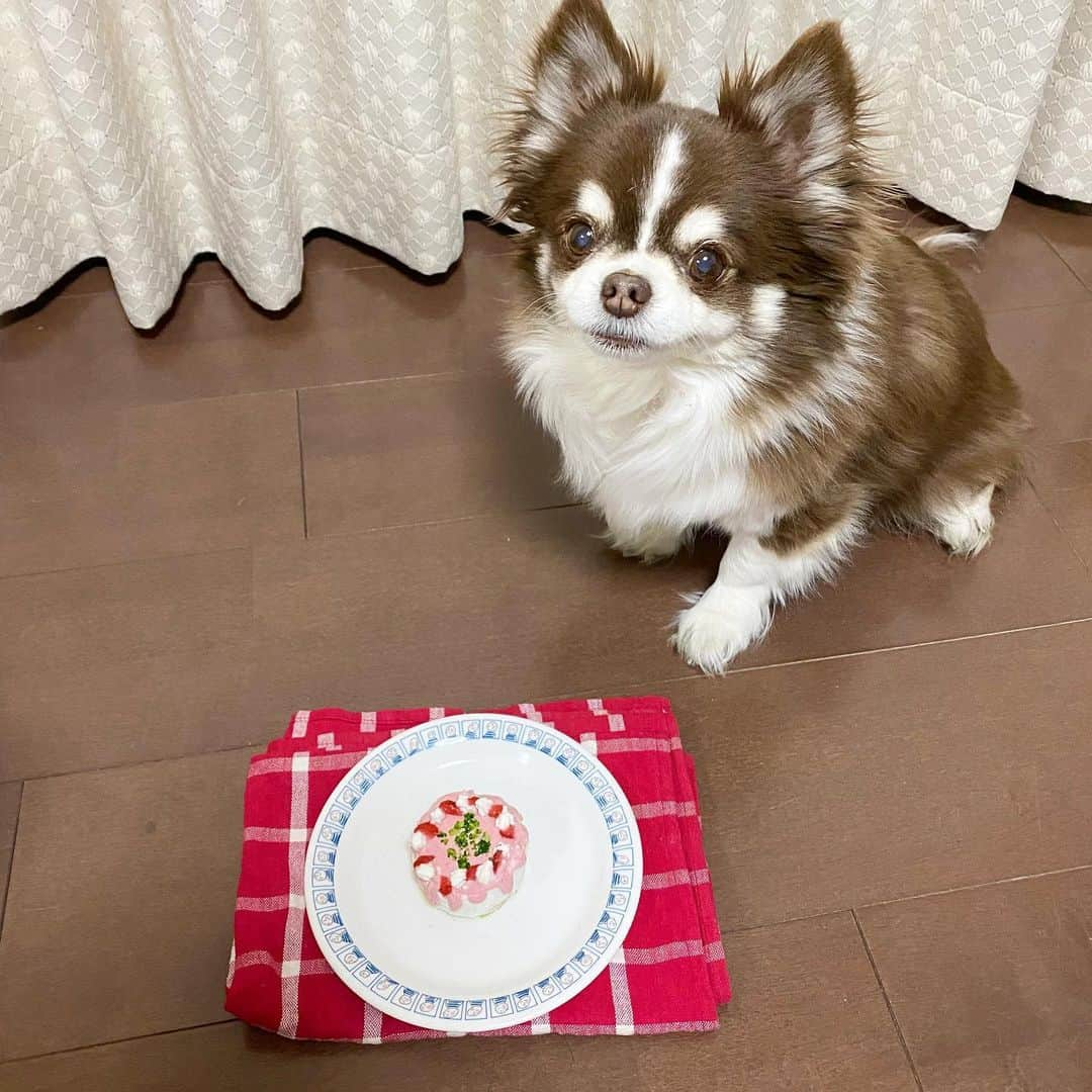 こまけいこのインスタグラム：「ワンコの誕生日🎂 おめでとう🎉  はて？ 13歳だっけ？ 14歳だっけ？  元気で病気も怪我もなく、丈夫でいてくれてありがたい。  いるのが当たり前の光景が長く続きますように✨  YouTubeで観て映えなケーキを作ってみましたが、観たのと全然違う😭 いや、参考にさせてもらったのが申し訳ないぐらいの出来ですが食べてくれたのでよかったです。  ショートケーキ風さつまいものケーキ さつまいも プレーンヨーグルト いちご ブロッコリー  さつまいもをレンジでチン。裏ごししてクッキー型に詰めて型取り。 水切りヨーグルトをさつまいものベースに塗る。 少量のヨーグルトにストロベリーパウダーを混ぜてたらりとした感じに。(全然うまくできてない😣) 飾りつけに冷凍いちご、ブロッコリーを刻み少々。 ヨーグルトを絞り出して飾りのホイップ。  お芋もヨーグルトも好きなのでよく食べました。  途中、皿からくわえて隠そうと運び出して威嚇してました😫  さつまいもはごく少量を使ったので残りを茶巾絞りにしてきんとんにしました。 甘味はメイプルシロップ。 パンプキンシードを飾りに。  無駄なく人間がいただきました🙏  #ワンコの誕生日　#犬用ケーキ　#犬用ケーキ手作り　#YouTubeを参考　#さつまいも　#水切りヨーグルト　#チワワ　#老犬　#家の中で一番元気　#むしろ強過ぎ　#うーちゃん　#ほんとの名前はショコラ　#誰も呼んでない　#うーうーおこりんぼだからうーちゃん　#でも可愛い　#我が子だもの　#床汚い　#ワンコのよだれ #見なかったことにして」