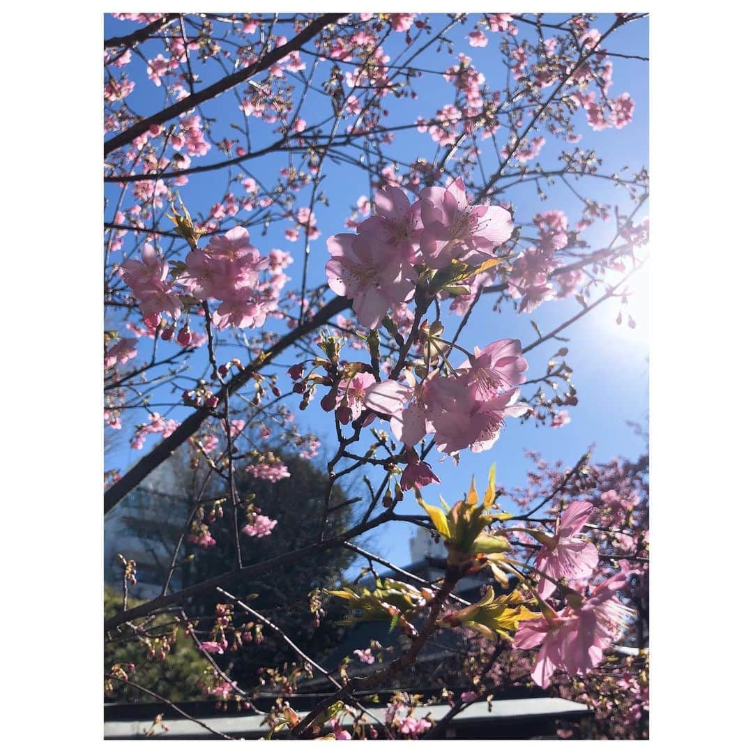 理絵さんのインスタグラム写真 - (理絵Instagram)「🌸🌸🌸  #桜 #sakura #cherryblossom #ciliegio #kirschblüten #벚꽃 #花 #꽃 #fiore #flowers #flower #blume #tokyo #japan」2月17日 20時51分 - ____rie____