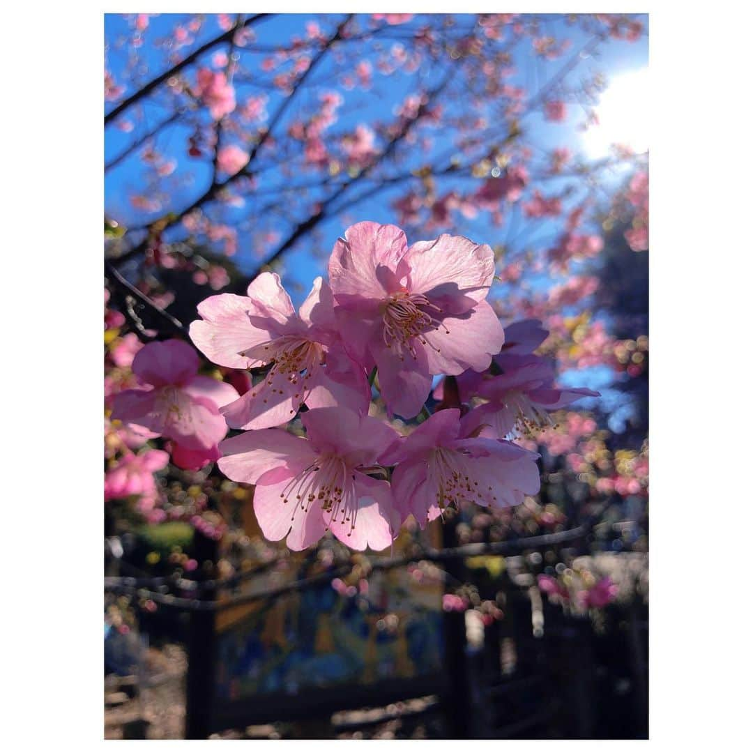 理絵さんのインスタグラム写真 - (理絵Instagram)「🌸🌸🌸  #桜 #sakura #cherryblossom #ciliegio #kirschblüten #벚꽃 #花 #꽃 #fiore #flowers #flower #blume #tokyo #japan」2月17日 20時51分 - ____rie____