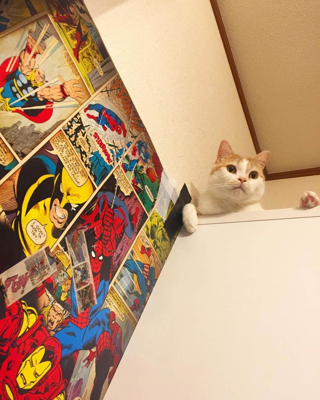 にゃんすくんのインスタグラム：「ポスターボッロボロ。  壁登りするから。  #ウルヴァリンも泣いてるわ #marvelcomics」