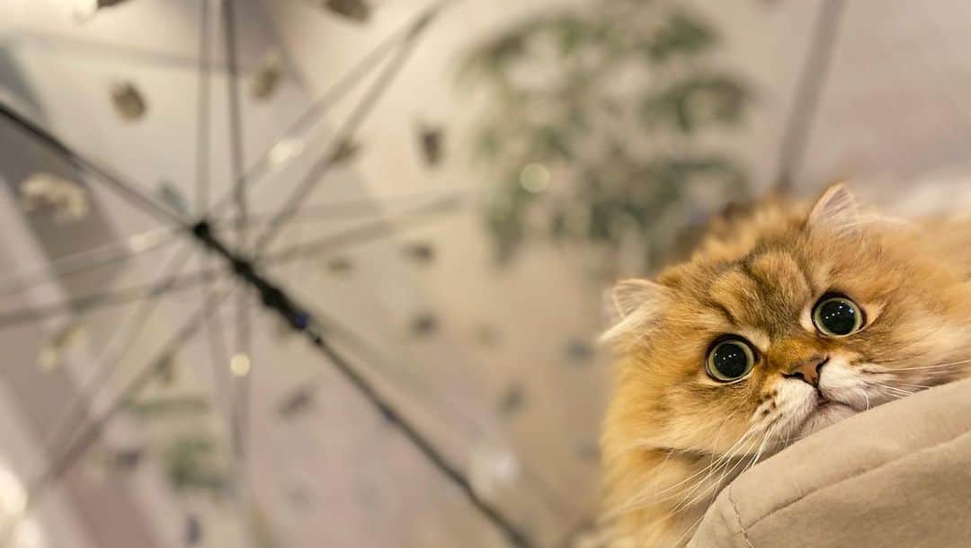 にこさんのインスタグラム写真 - (にこInstagram)「Umbre Nyan🌂🌈🖤✨ Part of the sales will be donated to animal donations.  売り上げの一部はどうぶつ基金へ寄付されます @wpc_official をチェック！  守られてると感じるのか 傘を開くとすぐ雨宿り  #cat #umbrella #contribution #donation #猫#傘 #アンブレにゃん #ねこのためにいまできること #wpcコラボ  #沖昌之 #okirakuoki」2月17日 20時50分 - nikon.neko.official