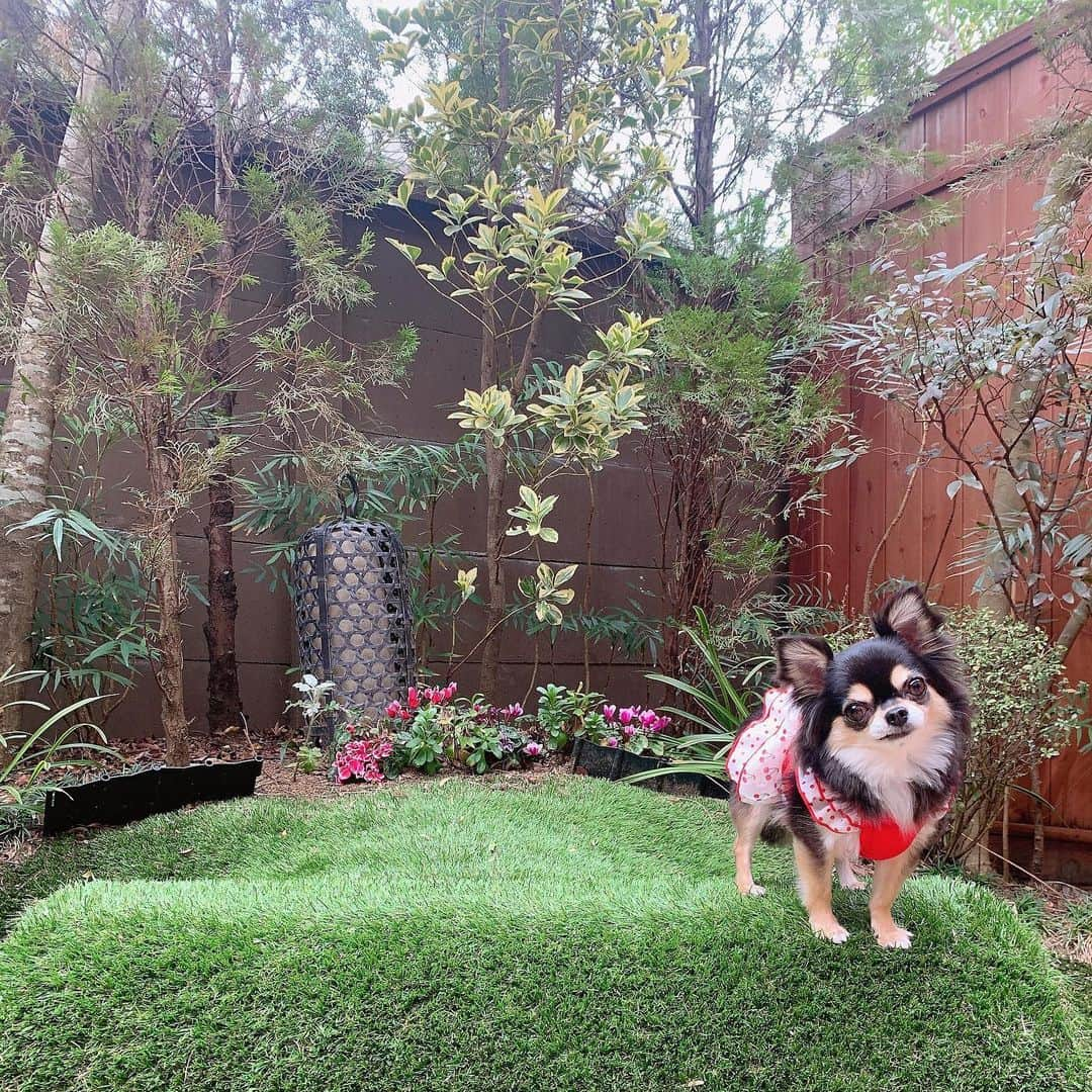 RIKAのインスタグラム：「. . . 今年も小梅ちゃんと旅行🐾♥️ 客室露天風呂で誰にも会わないし安心🧸✨ . お部屋、お食事、温泉、テラス、ドッグラン 全部良かった〜✨✨目の前海でお散歩行ったよ🌼💛 . . . #dogサバトリーのある宿ご遊庭#ご遊庭#温泉#愛犬と旅行#わんこのいる生活#いぬすたぐらむ#いぬのいる暮らし##instalove#instagood#l4l#l4like#l4ls#princess #chihuahua#chihuahualove#chihuahuas#dog #dogstagram#love#happy#わんこ#🐾#６歳 #ブラックタン#チワワ#小梅ちゃん#愛犬#🥀」