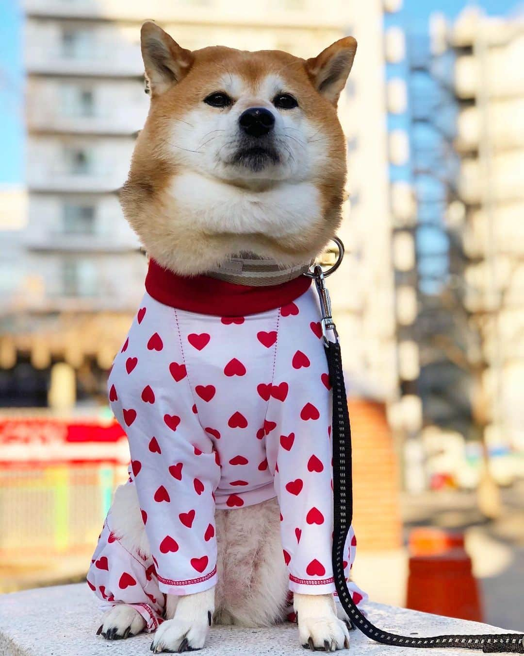 くるみさんのインスタグラム写真 - (くるみInstagram)「. ボデーバランスが ふしぎ可愛いドナさん🐕  合成してないよ  . . #たふたふたふたふ #ひまわりのたね入ってますよ #柴犬　#柴犬くるみ #shiba #dog」2月17日 20時57分 - kurukurukurumi222