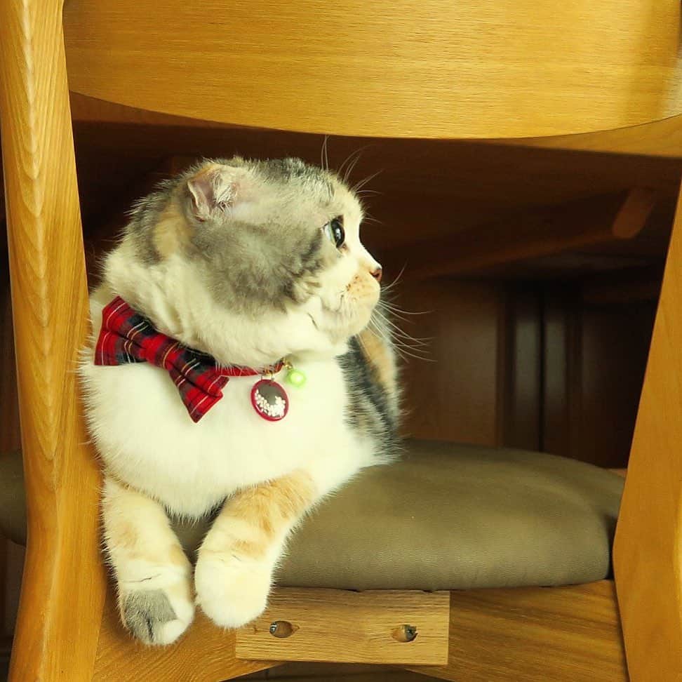takegaeruのインスタグラム：「横顔も好き❤️   #cat #scottishfold #猫 #スコティッシュフォールド #三毛スコ友の会」