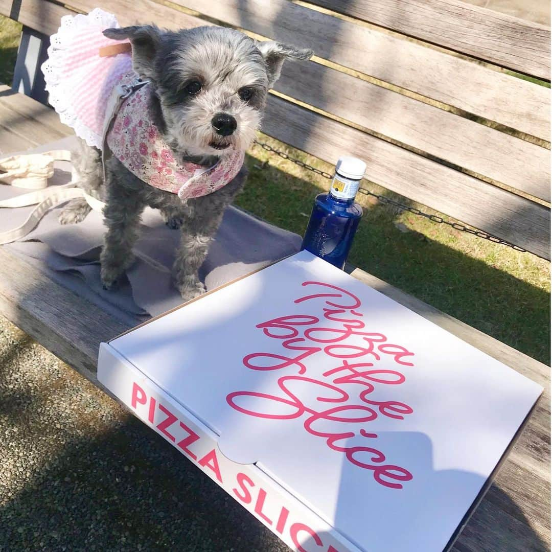 橘珠里さんのインスタグラム写真 - (橘珠里Instagram)「My happy and relaxing day off🐾  #dayoff #maltipoo #maltipoolove #maltipoosofinstagram #dogstagram #picnic #pizza #休日 #マルプー #マルプー連合 #ピクニック #ピザ #ソランデカブラス #お散歩 #わんこのいる生活 #犬のいる暮らし #愛犬との時間 #愛犬との暮らし #手作りわんこ服」2月17日 21時03分 - jurinu