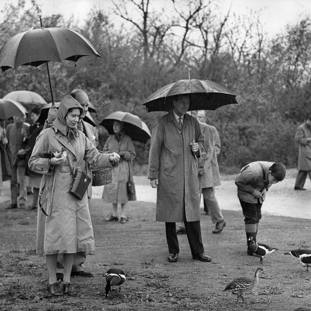 クラレンス邸のインスタグラム：「We hope you have the chance to enjoy your local wetlands during your daily walk, this Waterside Wednesday! 🥾☔  📸🦆 Her Majesty The Queen, The Duke of Edinburgh and the young Prince of Wales feed the ducks at the Severn Wildfowl Trust at Slimbridge (1961).  The @wwtworldwide was founded by conservationist Sir Peter Scott in 1946 at this site in Slimbridge, Gloucestershire (@wwtslimbridge). The Trust now manages nine additional wetland reserves across the UK, including seven sites of Special Scientific Interest (SSSI).  #PoWNatureChallenge」