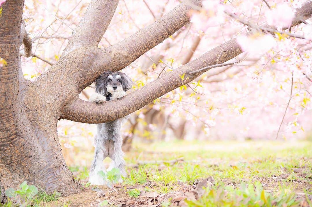中野区在住のミニシュナのInstagramさんのインスタグラム写真 - (中野区在住のミニシュナのInstagramInstagram)「⑅︎◡̈︎* ・ 春探し中のイヴです🐾 こんばんワン٩( ´◡︎` )( ´◡︎` )۶ ・ 春は木々の間からやって来るんだって⁉️ まだかな〜.*:.✿︎˘︶˘✿︎ ).｡.:* ♬︎*゜ ・ #河津桜  #花と犬  #cherryblossom  #sakura  #dogenic #love_bestjapan #daily_photo_jpn #わんことおでかけ #doglife #doglover #inuくらぶ_jpn #しゅなら部 #ミニチュアシュナウザー #ミニシュナ #シュナウザー #miniatureschnauzer #schnauzer #schnauzerofinstagram #schnauzer_lovers #schnauzer_of_instagram #asianfusiongrooming #inulog  #はなまっぷ2021  #inutokyo  #only_one_wan  #paw_smile_pictures #dogsta #insta_dog」2月17日 21時06分 - marble_eve