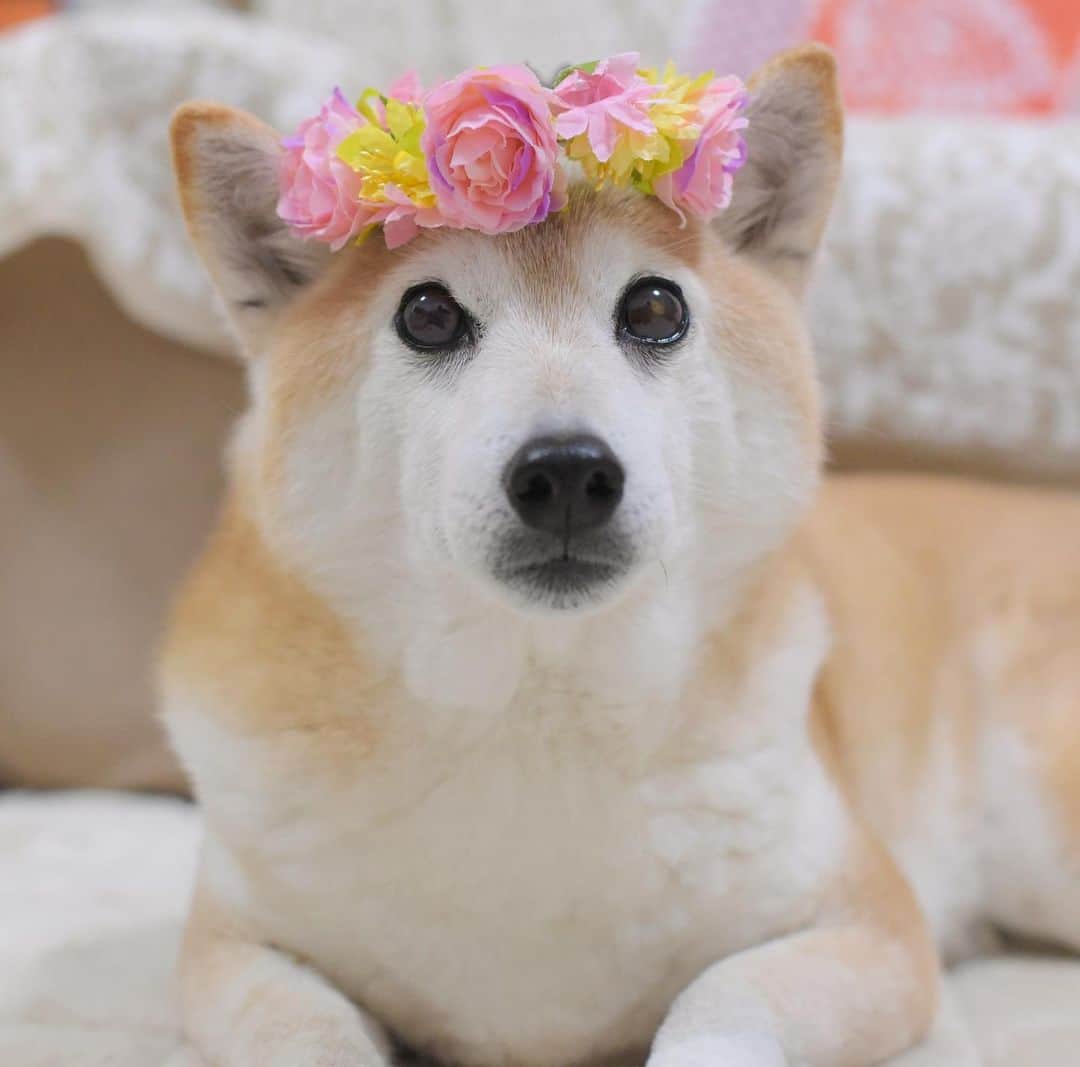 meekooのインスタグラム：「りんごさんは今日で13歳になりました😊 病状も落ち着き、穏やかに誕生日を迎えられてホッとしています。りんごさん、これからもずっとずっとずっと一緒にいようね🐕🌸 大好きだよ💓 2021.2.17 #happybirthday」