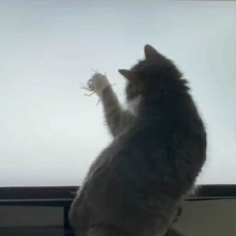 平井絵巳のインスタグラム：「取れてない、、😅haha  反射神経なさすぎー🙀🙀🙀 Trop mignon mon chat 😻💕 Tu me manque..」