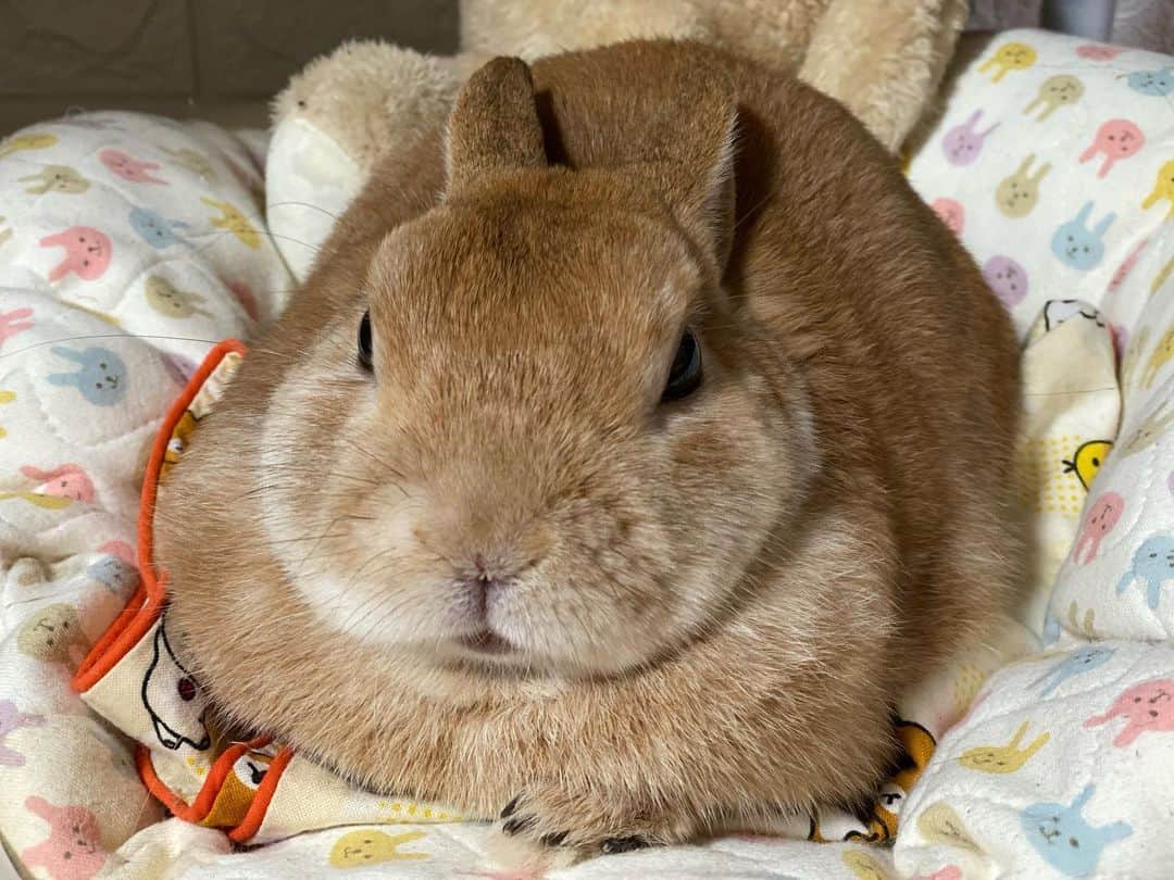 ラン?さんのインスタグラム写真 - (ラン?Instagram)「あの～‪(*ˊᵕˋ* )気持ち良さそうにしてますけど、そこ、ベッドじゃなくて、予備のカバーやクッション置いてあるカゴの上ですよ😆💓 めちゃくちゃ丸くなってる(っ´ω`c)もふ❤ ☆  #うさぎ #ネザーランドドワーフ #rabbit #bunny #bunnystagram  #rabbitstagram  #cute  #かわいい #ふわもこ部  #もふもふ  #zip写真部  #アニマル写真部 #instagramjapan #netherlanddwarf #うさぎと暮らす  #うさぎのいる暮らし #癒し #kawaii #ランちゃん  2021.02.17」2月17日 21時45分 - mofumofuusako