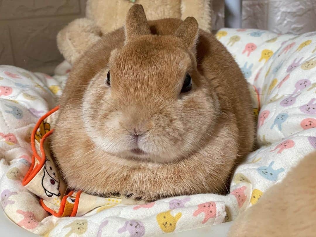 ラン?さんのインスタグラム写真 - (ラン?Instagram)「あの～‪(*ˊᵕˋ* )気持ち良さそうにしてますけど、そこ、ベッドじゃなくて、予備のカバーやクッション置いてあるカゴの上ですよ😆💓 めちゃくちゃ丸くなってる(っ´ω`c)もふ❤ ☆  #うさぎ #ネザーランドドワーフ #rabbit #bunny #bunnystagram  #rabbitstagram  #cute  #かわいい #ふわもこ部  #もふもふ  #zip写真部  #アニマル写真部 #instagramjapan #netherlanddwarf #うさぎと暮らす  #うさぎのいる暮らし #癒し #kawaii #ランちゃん  2021.02.17」2月17日 21時45分 - mofumofuusako