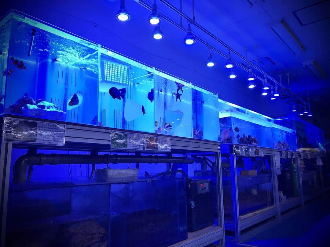 【公式】福岡ECO動物海洋専門学校のインスタグラム：「_ 第一アクア実習室 海水魚水槽のライティングを一新‼︎ きれいな魚とサンゴたちは、より一層きれいに🐟🐠🐡 写真を撮りながら、1人水族館気分な撮影者です😁 #福岡ECO #福岡ECO動物海洋専門学校 #水族館アクアリスト専攻 #ドルフィントレーナー専攻 #海洋生物保護専攻 #海水魚水槽 #ledライト」