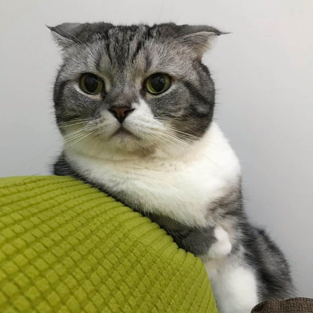 KATSUOのインスタグラム：「. 旧正月休み終わり。 . #cat #catagram #catsofinstagram #instacat #dog #dogstagram #pet」