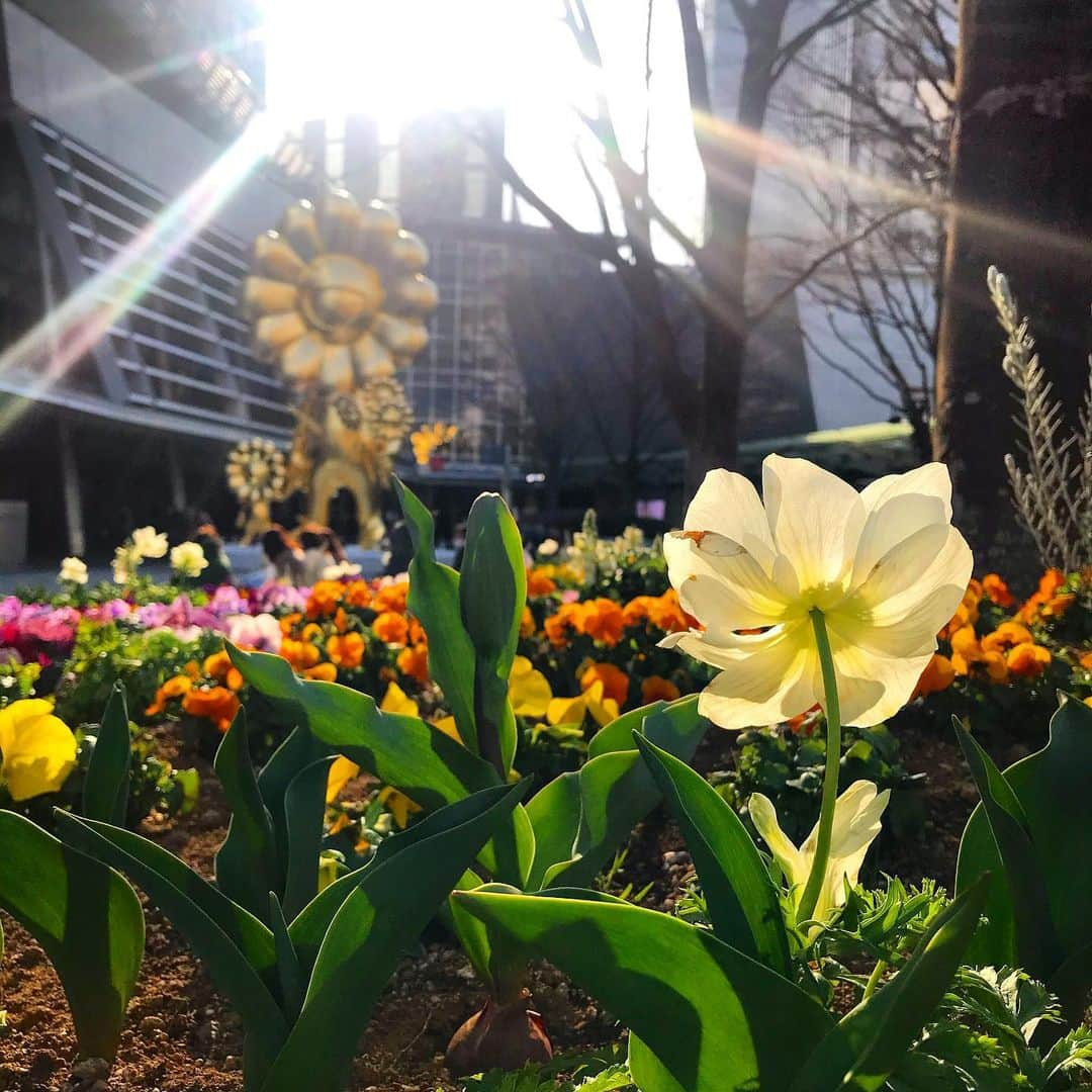 AURÉLIEさんのインスタグラム写真 - (AURÉLIEInstagram)「✨🌼🌸✨」2月17日 22時10分 - aurelieko