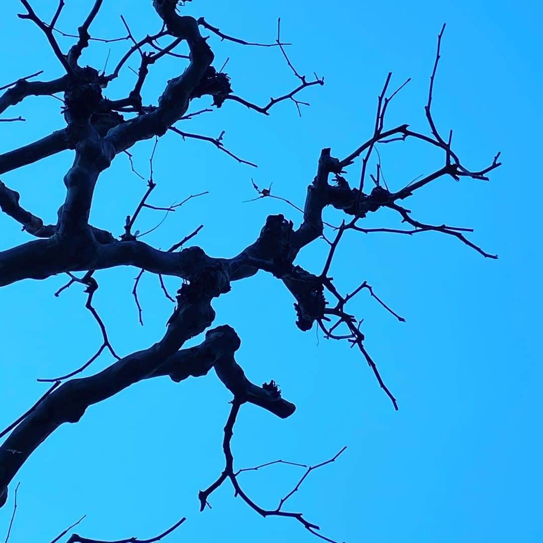 板谷由夏 さんのインスタグラム写真 - (板谷由夏 Instagram)「空に向かって枝は伸び 幹はクネってフェンスをパクリ 朝からなんだかちょっとジワった。 ロケが続く。トライな役も続く。 トライトライトライ！」2月17日 22時06分 - yukaitaya