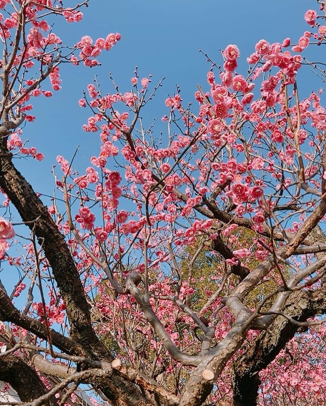 上地春奈さんのインスタグラム写真 - (上地春奈Instagram)「2021年2月17日 22:14 ☆梅☆ テーマ：ブログ  可愛い😍❤️  梅の花✨ でぇーじキレイだったよ✨😊✨  貰えるなら、貰って帰りたかったけど、貰えなさそうだったので、鬼、我慢しました‼️  花がキレイとか写真撮り始めたら、婦人会の仲間入りだよね😂🤣🤚  そーいえば！ 沖縄って梅の花あるのかや🤣😂⁉️  なんも、わからんよ、あたす😂🤣👋  ちなみに、沖縄の桜は、一月に満開したそーうです🤣😂  桜満開早すぎる😂🤣👋  ナイス先取り🤣😂  そしてTOKYO寒すぎ🤣😂🤚  あたすは、今日も夜の束の間の楽しみ😁🏋️‍♀️🎶  韓国ドラマ😁🤸‍♀️⤴︎🎶  #秘密の森 と、 #サイコですが大丈夫  のキムスヒョン😍💕やべーな🏋️‍♀️ってなってやす🤣😂  純粋に、会いたい😂🤣❣️  キムスヒョンと、ヒョンビンに😂🤣😍💕🤸‍♀️⤴︎🎶‼️  自分観たらすぐ好きなるんで😂🤣🤚⤴︎🤸‍♀️🏋️‍♀️❤️  #上地春奈 #ピンクの花好き♡ #梅の花かわいいねぇ😊 #アイラブキムスヒョン♡ #胸板バカヤロウ😍♡」2月17日 22時20分 - uechi_haruna