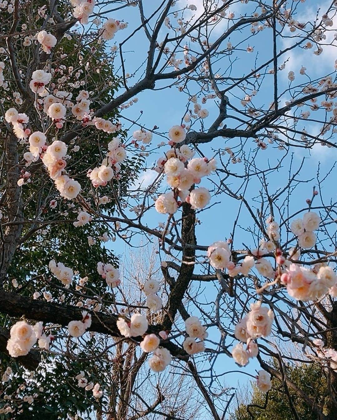 上地春奈さんのインスタグラム写真 - (上地春奈Instagram)「2021年2月17日 22:14 ☆梅☆ テーマ：ブログ  可愛い😍❤️  梅の花✨ でぇーじキレイだったよ✨😊✨  貰えるなら、貰って帰りたかったけど、貰えなさそうだったので、鬼、我慢しました‼️  花がキレイとか写真撮り始めたら、婦人会の仲間入りだよね😂🤣🤚  そーいえば！ 沖縄って梅の花あるのかや🤣😂⁉️  なんも、わからんよ、あたす😂🤣👋  ちなみに、沖縄の桜は、一月に満開したそーうです🤣😂  桜満開早すぎる😂🤣👋  ナイス先取り🤣😂  そしてTOKYO寒すぎ🤣😂🤚  あたすは、今日も夜の束の間の楽しみ😁🏋️‍♀️🎶  韓国ドラマ😁🤸‍♀️⤴︎🎶  #秘密の森 と、 #サイコですが大丈夫  のキムスヒョン😍💕やべーな🏋️‍♀️ってなってやす🤣😂  純粋に、会いたい😂🤣❣️  キムスヒョンと、ヒョンビンに😂🤣😍💕🤸‍♀️⤴︎🎶‼️  自分観たらすぐ好きなるんで😂🤣🤚⤴︎🤸‍♀️🏋️‍♀️❤️  #上地春奈 #ピンクの花好き♡ #梅の花かわいいねぇ😊 #アイラブキムスヒョン♡ #胸板バカヤロウ😍♡」2月17日 22時20分 - uechi_haruna