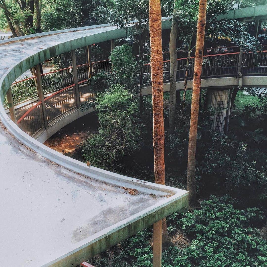 sunday_722のインスタグラム：「*﻿ Hongkong Green🌴🌱🌲🌿﻿ 香港は19°﻿ 福岡は1°﻿ 体感温度は-5°﻿ 風が強く、めちゃ寒い。﻿ *﻿ 16/04/2015﻿ *﻿ #tst﻿ #ShotOniPhone﻿ #ShotOniPhone5s﻿ #rsa_minimal﻿ #streetphotographyinternational﻿ #SPHKCollective﻿ #capturehongkong﻿ #zolimahongkong﻿ #allabouthongkong﻿ #discoverhongkong﻿ #SPHKCollective﻿ #storyofthestreet﻿ #tv_pointofview﻿ #awersomehongkong﻿ #samewheremagazine﻿ #unlimitedhongkong﻿ #hkig﻿ #reframinghk﻿ #香港中毒﻿ #gominimalmag﻿ #waytohk_sunday_722﻿ #transfer_visions﻿ #indies_minimal﻿ #visionofpictures﻿ #streetsgrammer﻿ #vimpt﻿ #vimptfreeprint」
