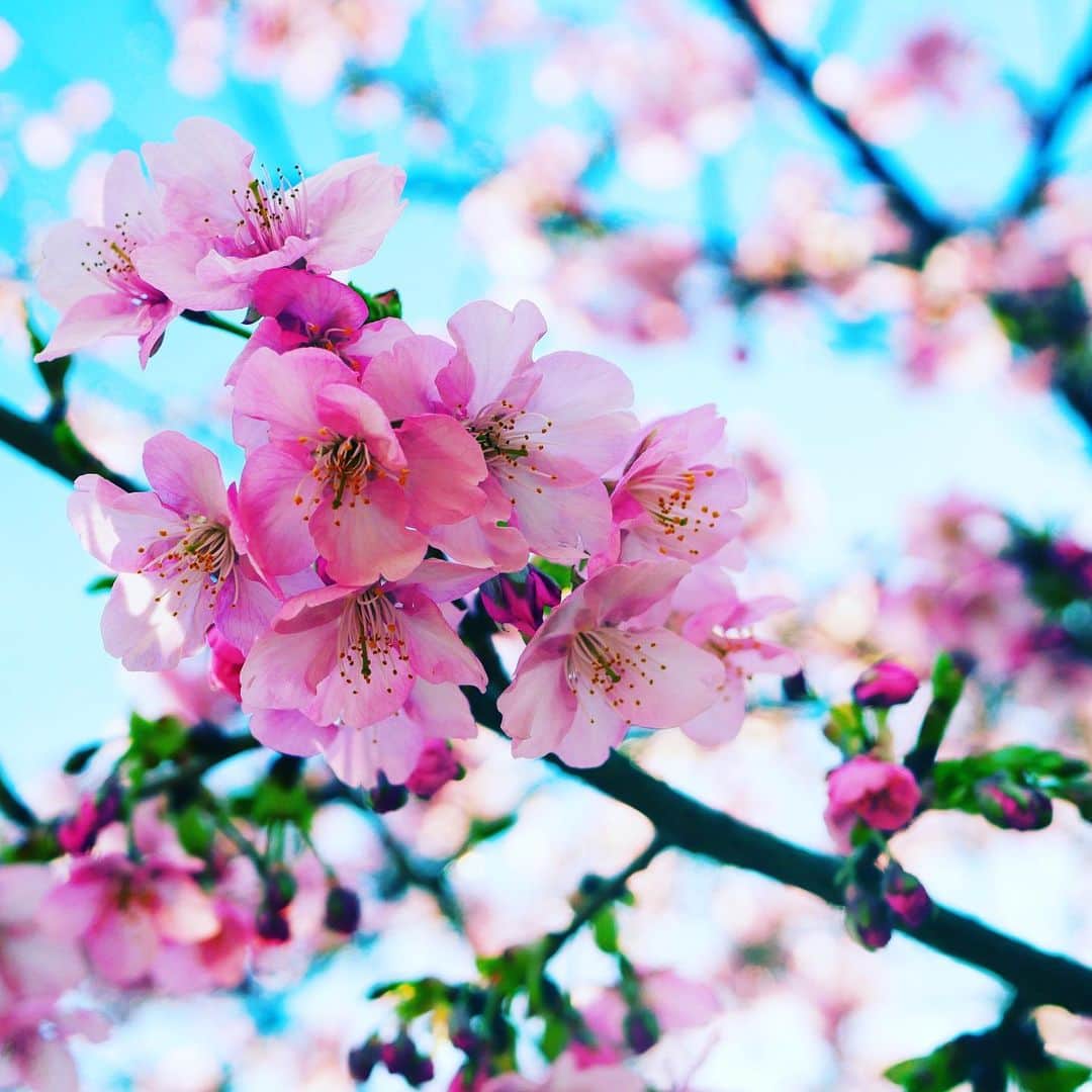 松下萌子さんのインスタグラム写真 - (松下萌子Instagram)「春だ！春が来た！ 🌸」2月17日 22時18分 - moecochalkart