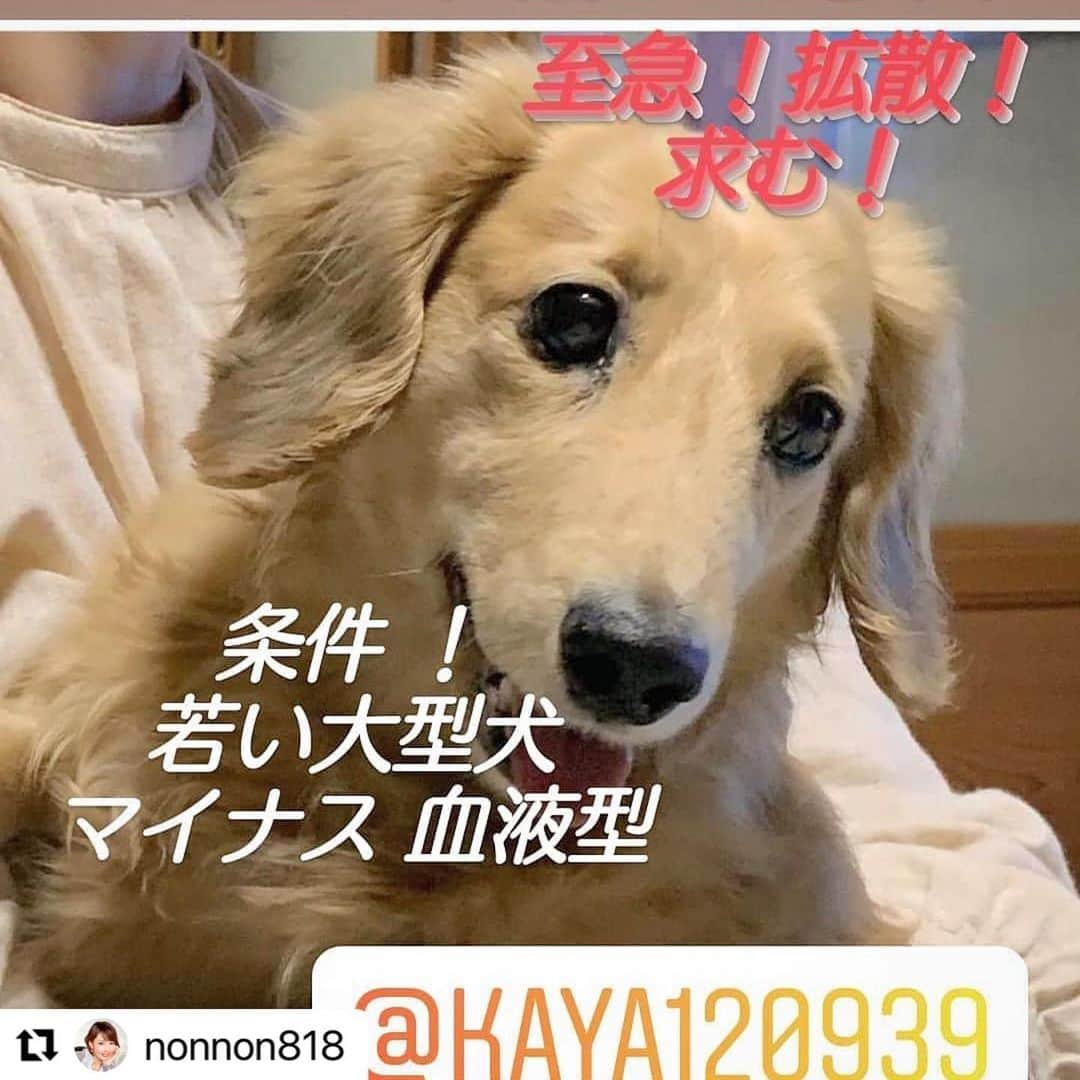 Sora Momoさんのインスタグラム写真 - (Sora MomoInstagram)「ノンノンちゃんママさん@nonnon818 からのリポストです どうかお友達が助かりますように  #Repost @nonnon818 with @make_repost ・・・ #Repost ru_cha6.5 with @get_repost ・・・ . 以下リポストします . @kaya120939  かわいいsonaちゃんが 今 輸血を必要としてます！ . 条件！ マイナスの血液型 若い 大型犬 . 拡散お願いします❗ . . 大切な大切な お友達のsonaちゃん😭 11才です！ まだまだ ママのそばにいて欲しい！ どうか 皆様 ご協力をお願いします！ 急いでます！ 至急 拡散お願いします！ . sonaちゃんは珍しい マイナスの血液型 . 滋賀県守山市 しっぽ動物病院病院 . 連絡先 山田 和美さん 080-5317-7129 です！ . . . #輸血協力犬募集  #拡散希望 #よろしくお願いします」2月17日 22時29分 - teratera_sorapu_