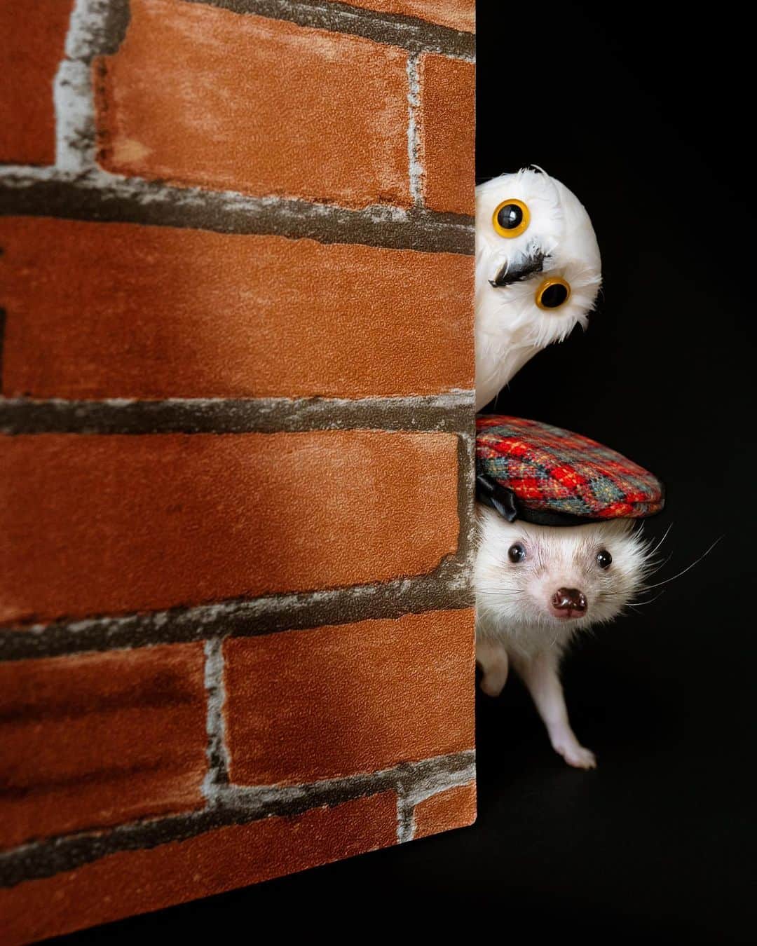 のインスタグラム：「Sherlock Hogs🕵️‍♂️🦉✨」
