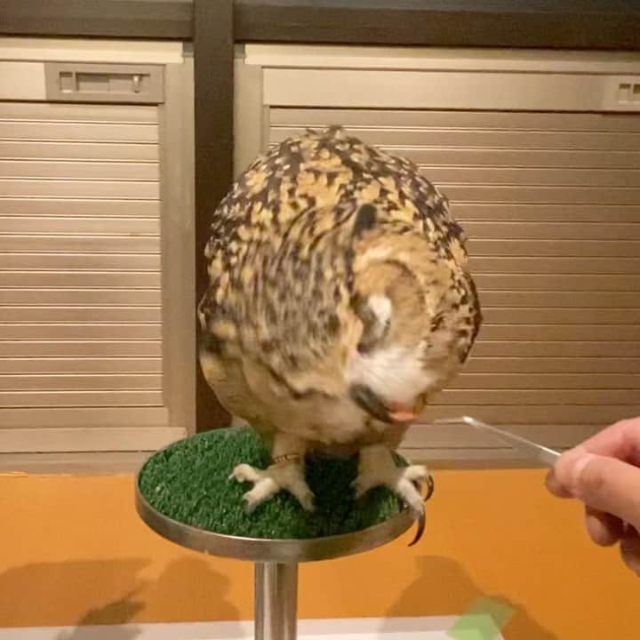 GEN3 Owlのインスタグラム：「ご飯を食べてる姿を見るのが幸せ。 命をいただきます。 I'm happy to see him eat. Thank you for life.  #owl #owlgaru #フクロウ」