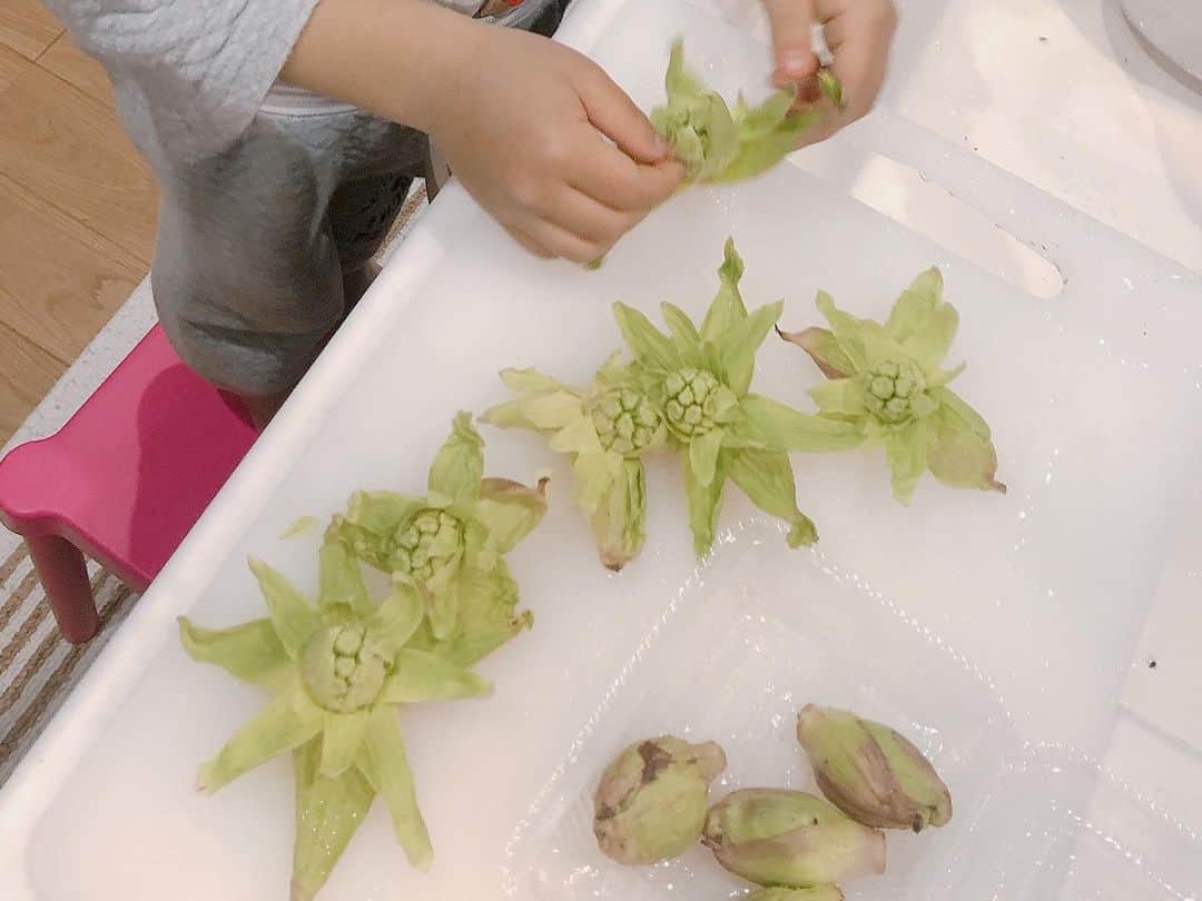 釈由美子さんのインスタグラム写真 - (釈由美子Instagram)「JA横浜さんでお買い物をしていたら  春の山菜が売っていたので 今年初のふきのとうと菜の花を買いました  ふきのとうは天ぷらにするぐらいしか レパートリー知らないです🙃  息子にとっては 恐らく初めてのご対面になるかしら。  大人でも苦いと感じる独特な風味のふきのとうを  子どもに食べさせようとはならないですからね😅  でも何事も経験だ。  苦い経験を積んで 色々新しい世界を知っていくのだ、息子よ。  ということで 息子と台所に立って  ふきのとうを観察しました👀🌱  葉っぱをめくって 蕾を発見👀！  工作の感覚で ぺりぺりめくっていきます  薄力粉をまぶす作業は 雪を降らしているみたいで☃️  息子もお気に入り😆  このあと、天ぷら粉にくぐらせたあと 揚げるのはもちろんママ担当です👩  息子ごはん🍚  豚肉とえのきの塩麹焼き ふきのとうの天ぷら 菜の花とツナの和えもの スナップエンドウ ミニトマト 発芽玄米 なめことほうれん草の味噌汁 みかん  ふきのとうは新鮮だったためか、 思っていたよりエグみもなく ほろ苦さが大人には美味しく感じました🙆‍♀️  4歳の息子には やはり初めての苦味が衝撃だったらしく⚠️  うへぇ〜と 微妙な顔をしてました😖💦  そりゃそうだよね。  「でもこの春の山菜の苦味が 体にはとってもいいんだよ。  これ食べられたら カッコいい年中さんになれるよ！」  と伝えたら  “カッコいい年中さん”が最近の目標らしく  目をつぶって完食してました‼️👏  そして  「あれ。思ってたより苦くない。 でもやっぱりちょっとだけ苦いけど。  これが春の味なんでしょ！」  と誇らしげに悟ってました😤✨  そんな息子がまた一つお兄ちゃんに見えました👏  ちなみに。 菜の花は大好きはツナマヨとごま油で和えてあげたら そんなに苦く感じなかったようで ぺろりと食べてました😋  「菜の花って食べられるんだね〜！ 知らなかったぁ。😗」  と、つぶやく息子の脳裏には 先日見に行った満開の菜の花畑が咲き誇っていたのでしょうね。。  #春の味覚 #ふきのとう #ふきのとうの天ぷら  #菜の花ツナマヨ和え  #ほろ苦い #苦いをたくさん経験して #おとなのかいだんのぼるのよ」2月17日 22時45分 - yumikoshaku