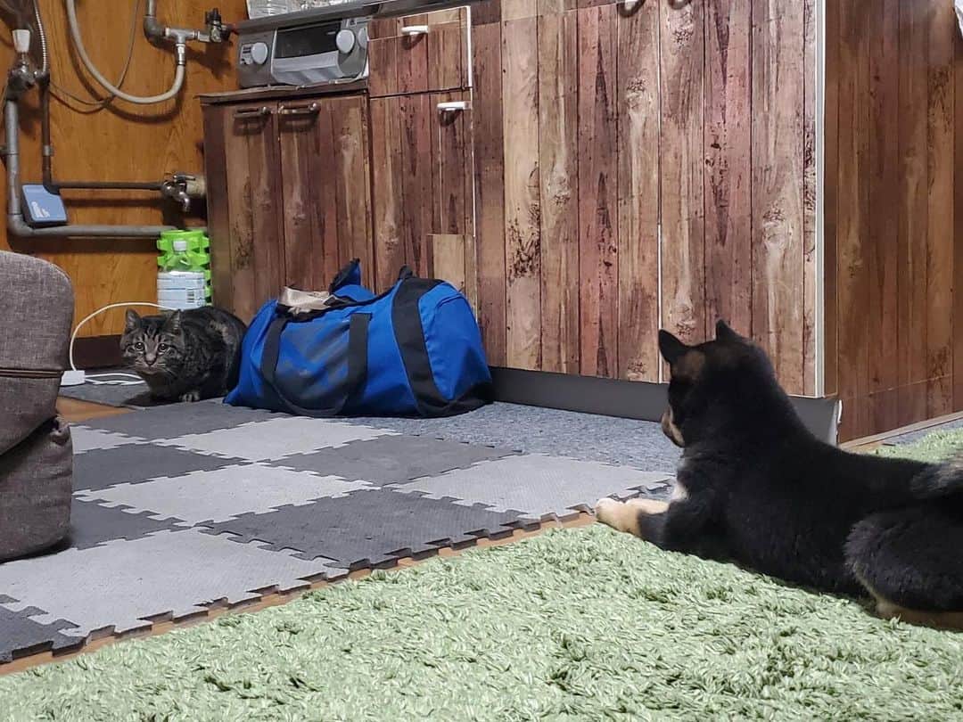 ジェイク・リーのインスタグラム：「🐶の先にあるものは🐱」