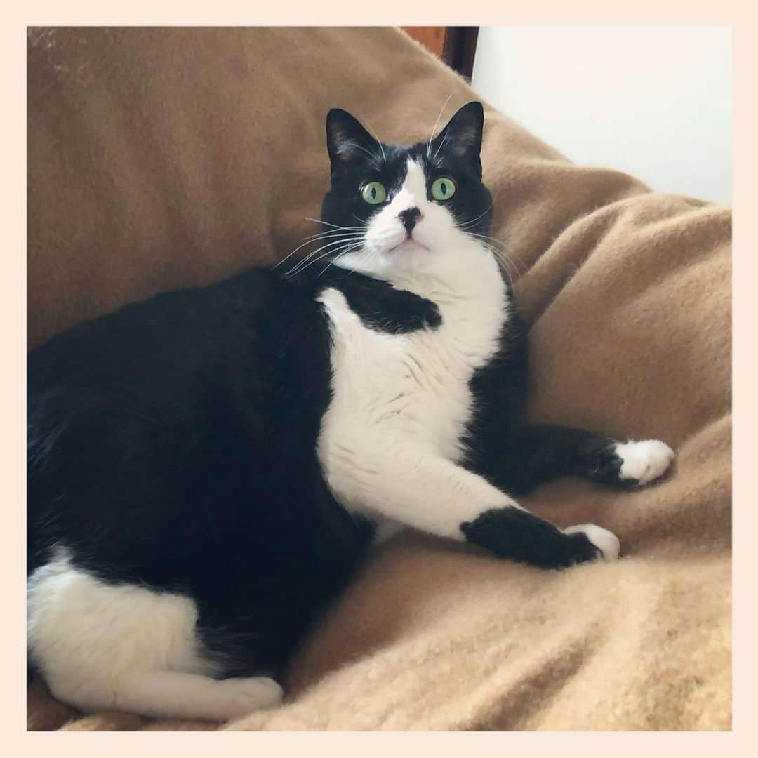 パンといっぴきのインスタグラム：「#元保護猫 #ハチワレ #白黒猫 #blackandwhitecat #tuxedocat」