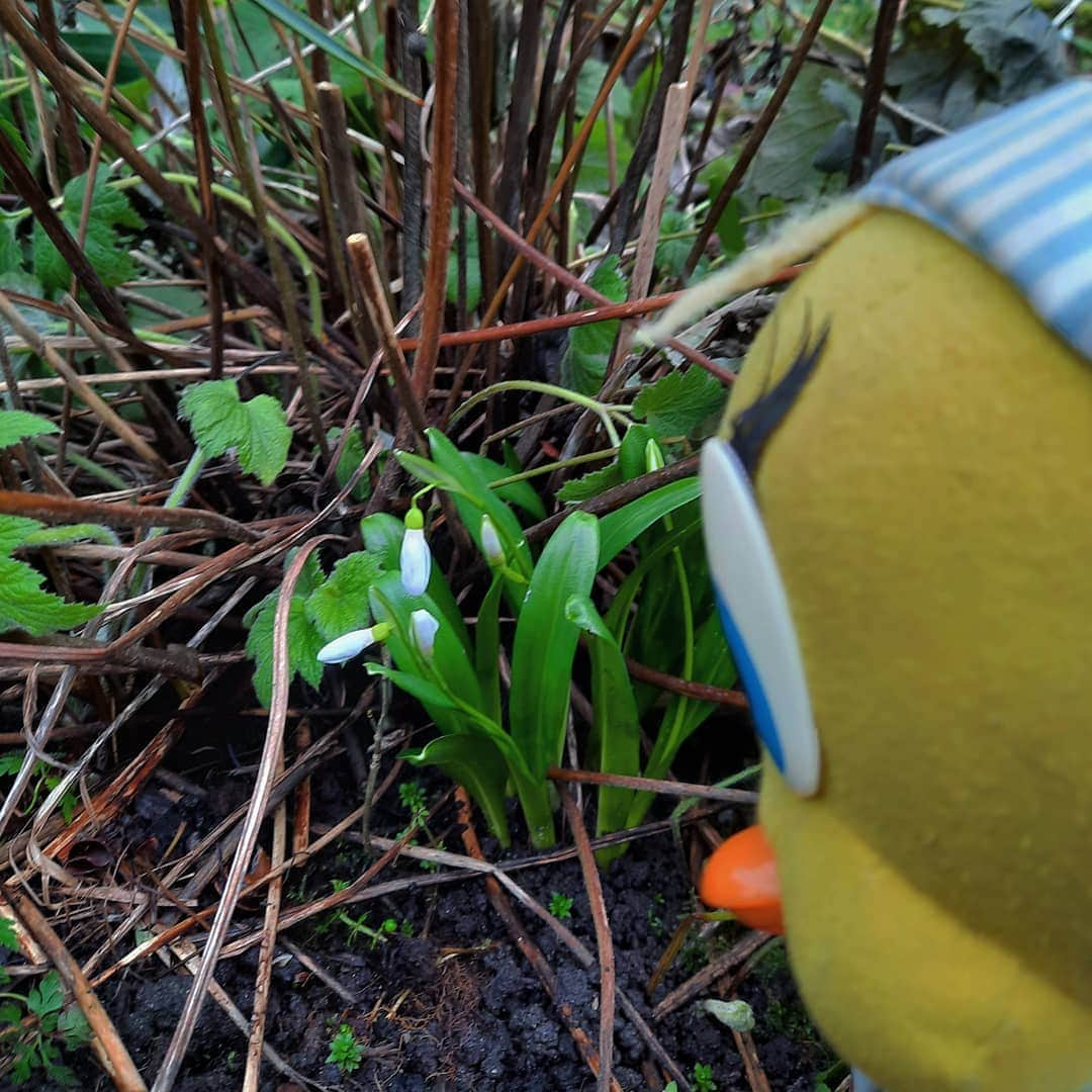 Little Yellow Birdさんのインスタグラム写真 - (Little Yellow BirdInstagram)「SPRING!!!! #littleyellowbird #tweety #tweetykweelapis #adventures #yellow #bird #wednesday #humpday #spring #springflowers #snowdrops #sneeuwklokjes #lente #february #ineedsun #garden #stuffedanimalsofinstagram #plushiesofinstagram」2月17日 23時03分 - tweetykweelapis