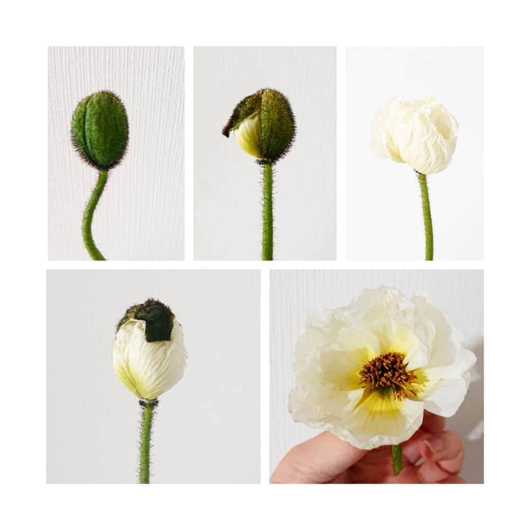 加藤沙知さんのインスタグラム写真 - (加藤沙知Instagram)「モジャから綺麗なポピーが咲きました!  10日間 わくわくさせてくれて有難う♪  #ポピー#flower#フラワー#花 #シベリアの周辺原産 #秋に発芽し葉を広げる #寒さに耐えるため蕾はモジャモジャ #身を守るための毛  ちなみに。 左上:2月7日 中上:2月11日 右上:2月12日 左下:2月13日 右下:2月17日 でした。」2月17日 22時56分 - mrt.kato